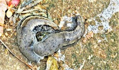 Urocyclus kirkii