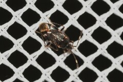 Austroxestus australiensis