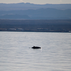 Balaenoptera acutorostrata