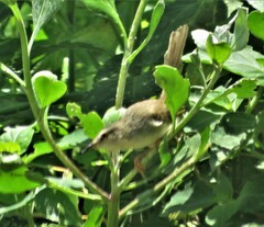Prinia subflava pondoensis