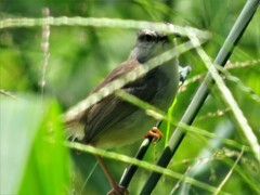 Prinia subflava pondoensis