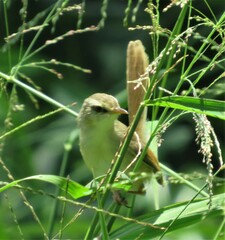 Prinia subflava pondoensis