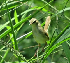 Prinia subflava pondoensis