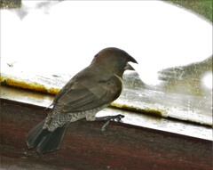 Spermestes cucullata scutata