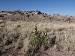 Yucca baileyi