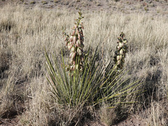 Yucca baileyi