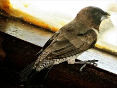 Spermestes cucullata scutata