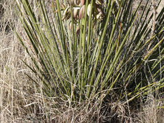 Yucca baileyi