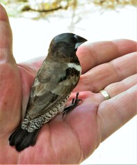 Spermestes cucullata scutata