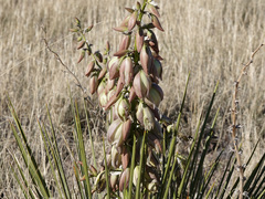 Yucca baileyi