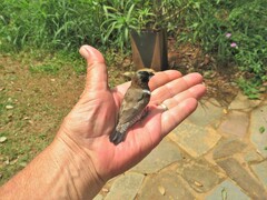 Spermestes cucullata scutata