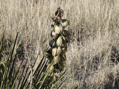 Yucca baileyi