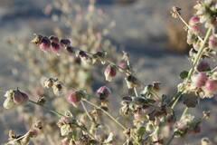 Dicoria canescens
