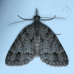 Microdes villosata