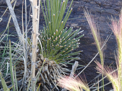 Yucca baileyi