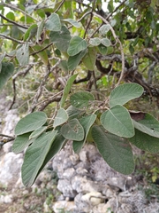 Cordia boissieri