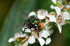 Amenia chrysame