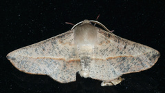 Antictenia punctunculus