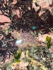 Calliarthron tuberculosum