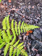 Pteridium aquilinum decompositum