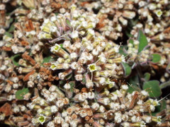 Salpianthus arenarius