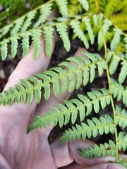 Pteridium aquilinum decompositum