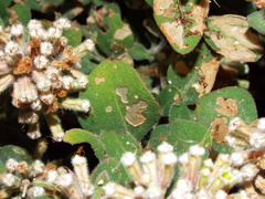 Salpianthus arenarius