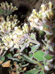 Salpianthus arenarius