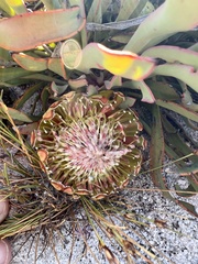 Protea laevis