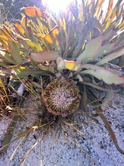 Protea laevis