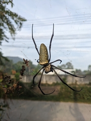 Trichonephila antipodiana