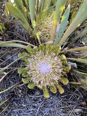 Protea laevis