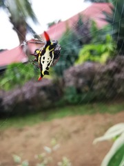 Gasteracantha westringi