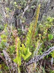 Polypodium pellucidum