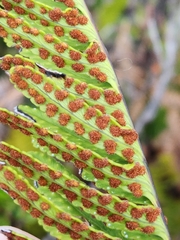 Polypodium pellucidum
