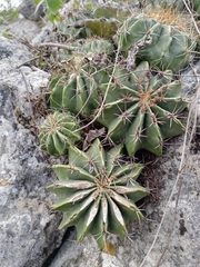 Ferocactus echidne