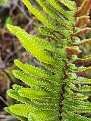 Polypodium pellucidum