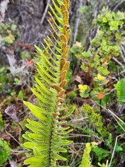 Polypodium pellucidum