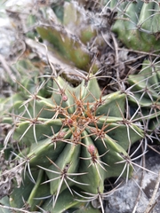 Ferocactus echidne