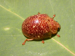 Paropsis variolosa