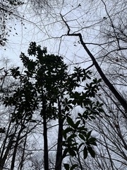 Magnolia grandiflora
