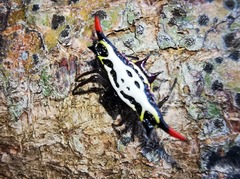 Gasteracantha westringi