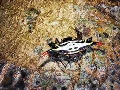 Gasteracantha westringi