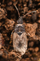 Crophius