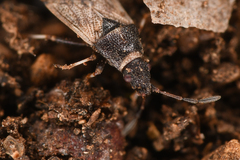 Crophius