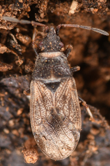 Crophius