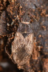 Crophius