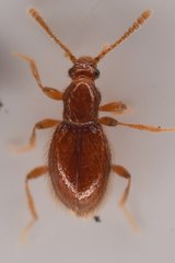 Scydmaeninae