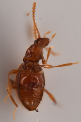 Scydmaeninae