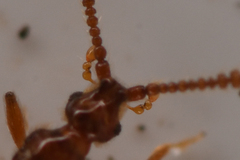Morius occidens
